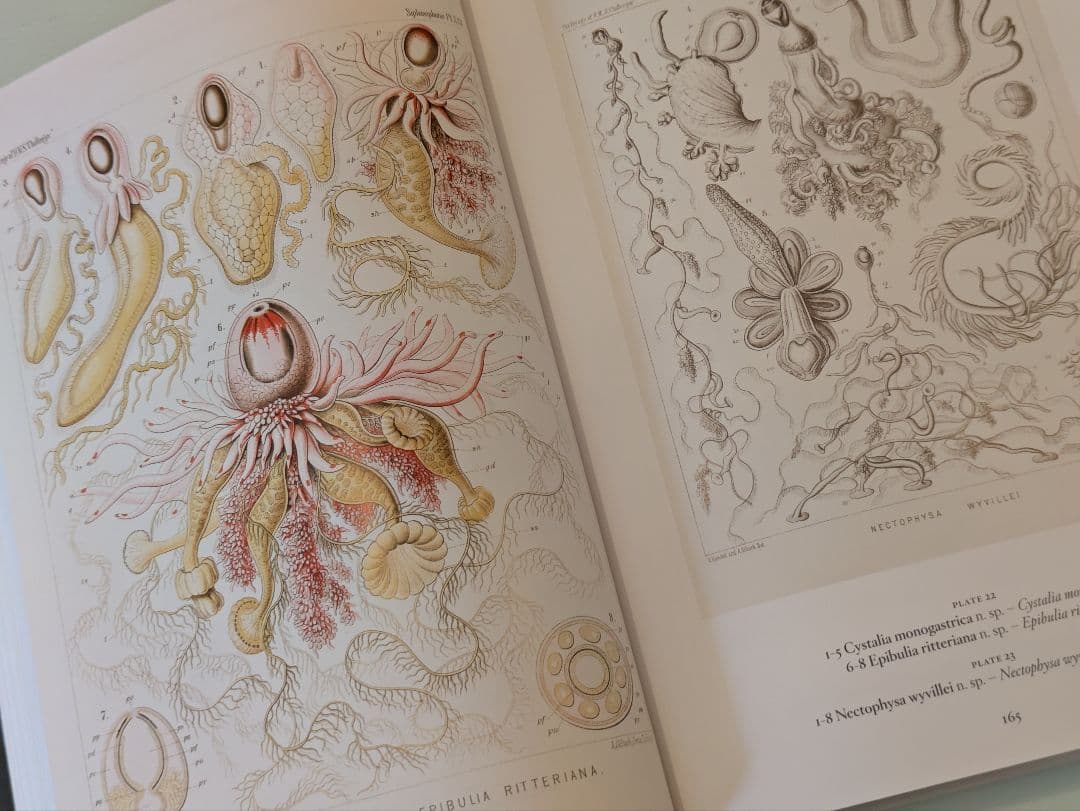 【新品】Ernst Haeckel / Taschen ヘッケル タッシェン