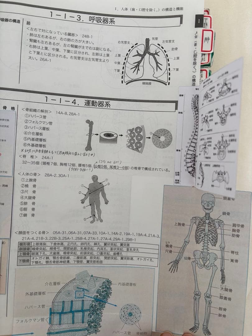 国試の麗人