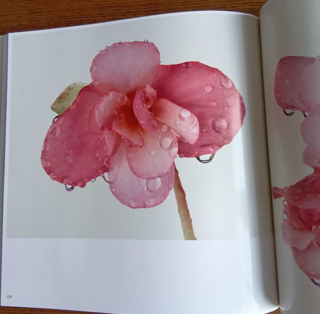 「花」 浅井慎平写真集　大型本 – 1991年　サンリオ