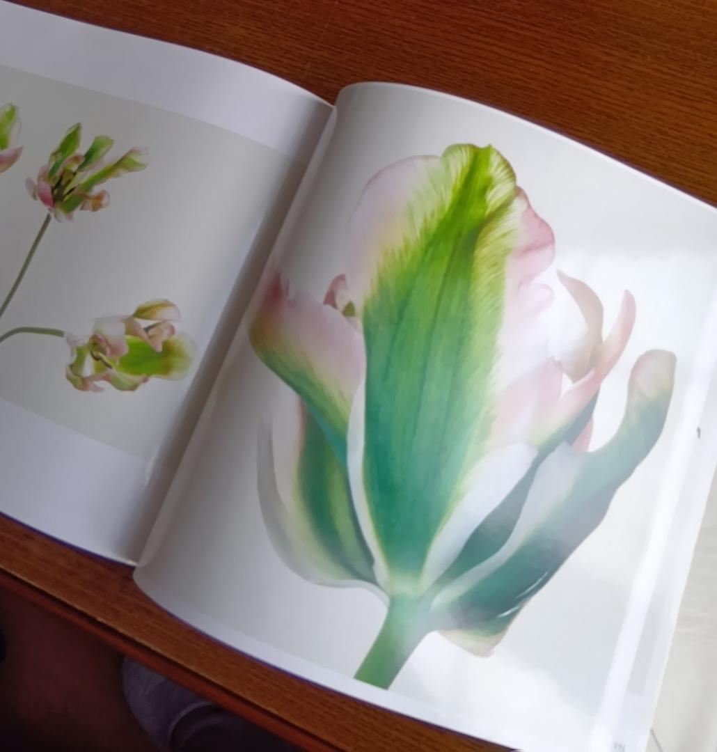 「花」 浅井慎平写真集　大型本 – 1991年　サンリオ