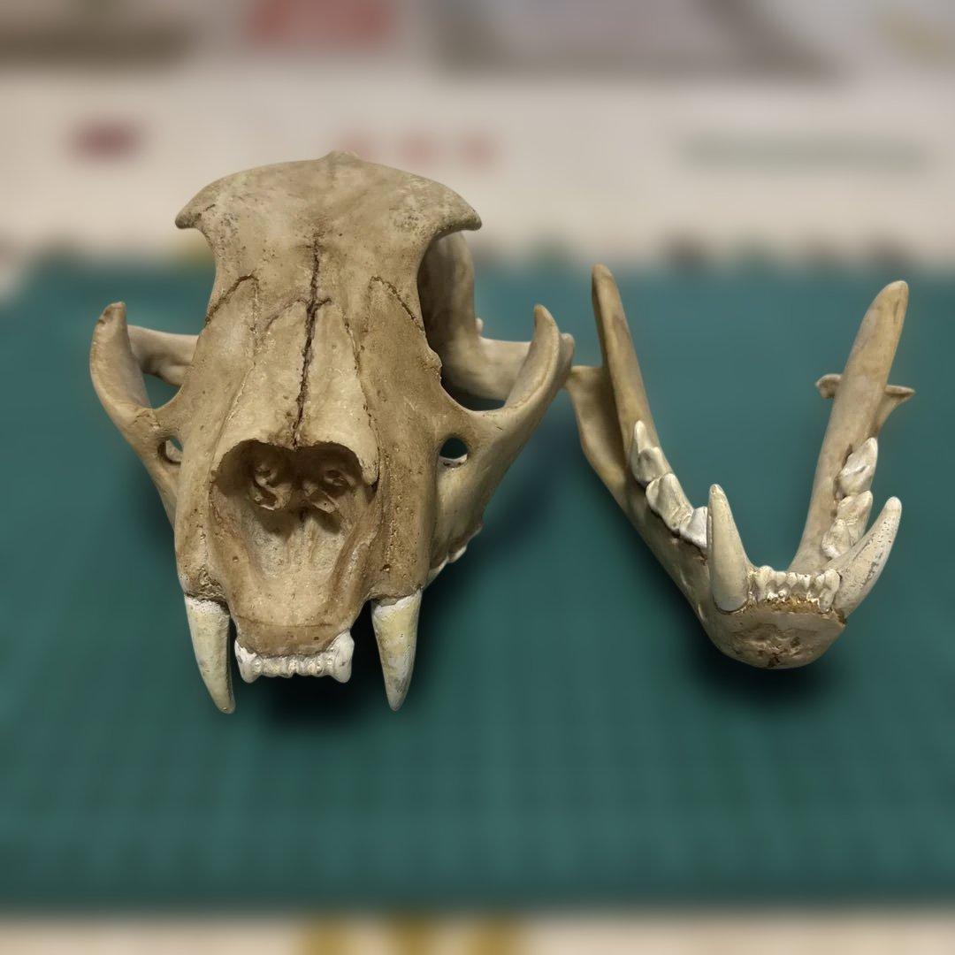 ヒョウ　豹の樹脂製頭骨標本