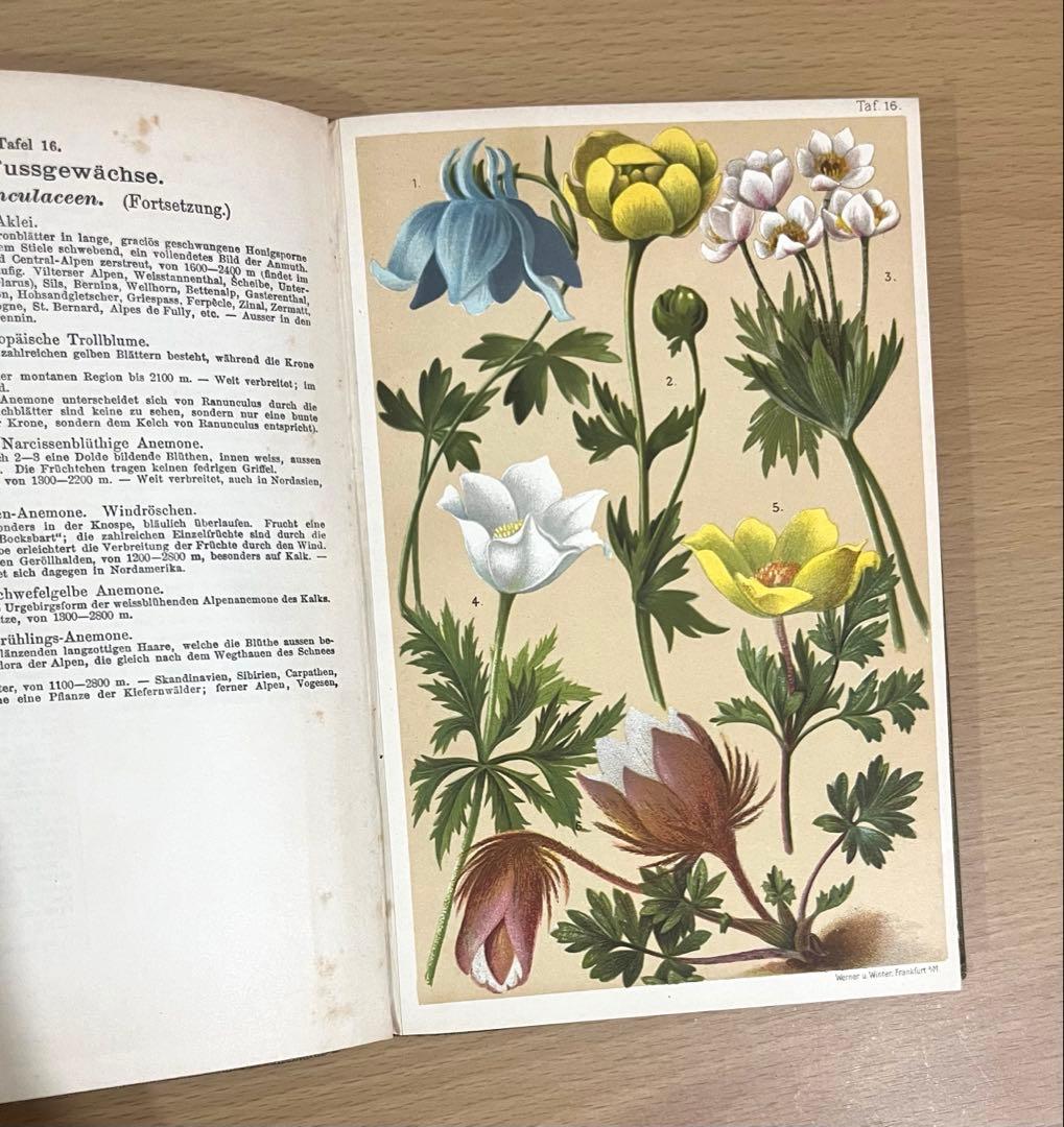 No.351 ドイツ アンティーク 洋書 ボタニカルアート 植物図鑑