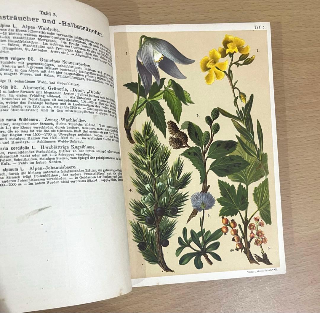 No.351 ドイツ アンティーク 洋書 ボタニカルアート 植物図鑑