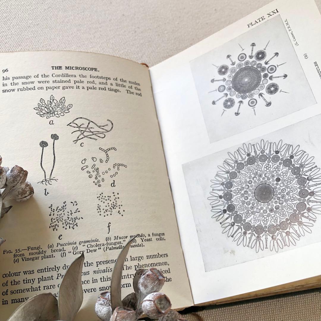 1900年代初期 イギリスの顕微鏡の世界の図鑑　微生物の図鑑　アンティーク 希少