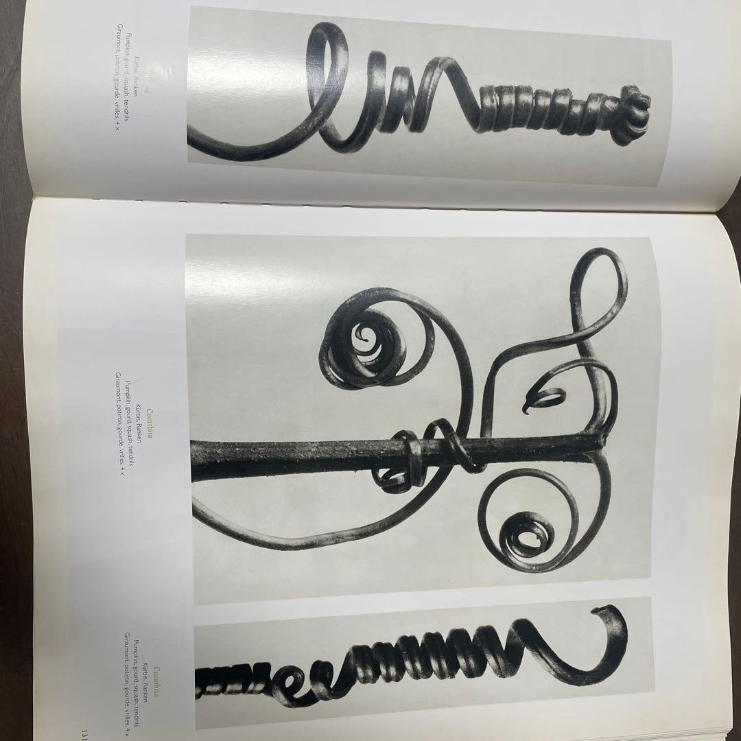 カールブロスフェルド　Karl blossfeldt 写真集