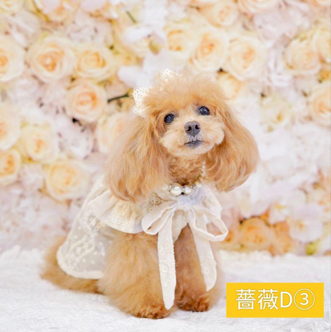 背景布×5+1　ペット撮影用フォトブース　トリミングチョーカー販売中　イースター