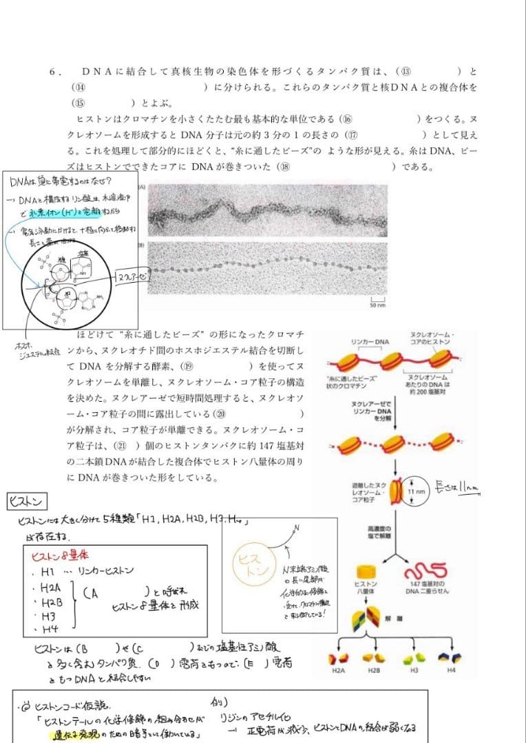 ※くーま エッセンシャル細胞生物学 自作問題集