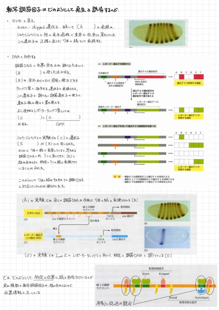 ※くーま エッセンシャル細胞生物学 自作問題集