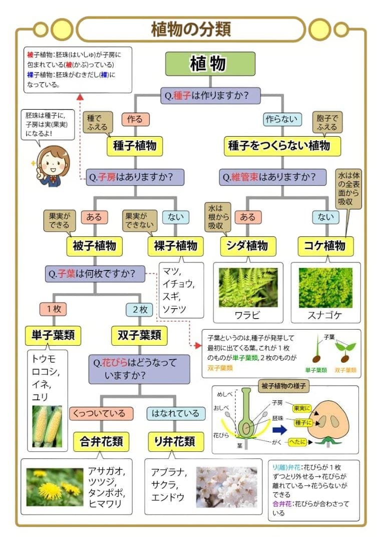 お買い得セット　中学受験・頻出用語・ポイントにしぼったまとめカード